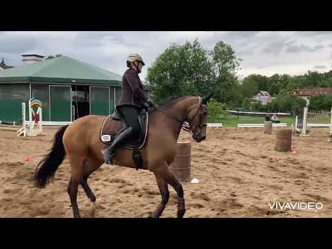 Opalas Oberfranken Cup 2025 - Working Equitation Kl. L