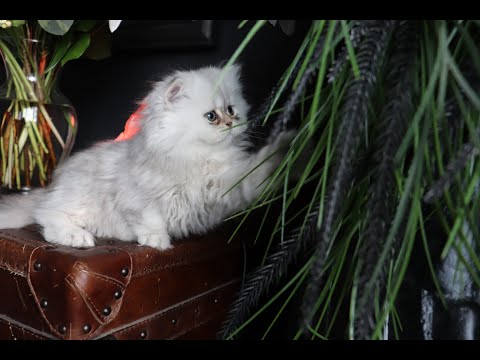 Shaded Silver Persian Kittens - 9 Weeks Old