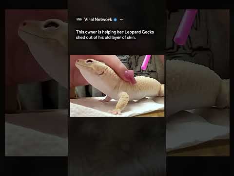 The Most Satisfying Shed Removal You’ll See Today 🦎 #shorts