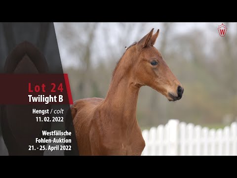 Fohlen-Auktion Lot 24 Twilight B Hengst v.Taurus - Ampere (NLD)
