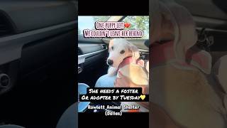 Video preview image #1 Argentinian Mastiff-Border Collie Mix Puppy For Sale in Rowlett, TX, USA
