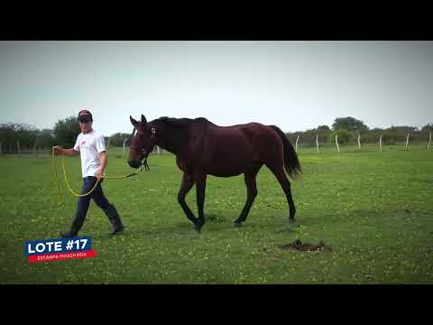 LOTE 17 - ESTAMPA FIDASH RDA