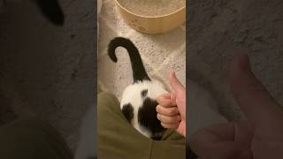猫が入庫するまでの一部始終