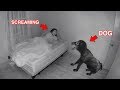 There S Something Wrong With Her Dog