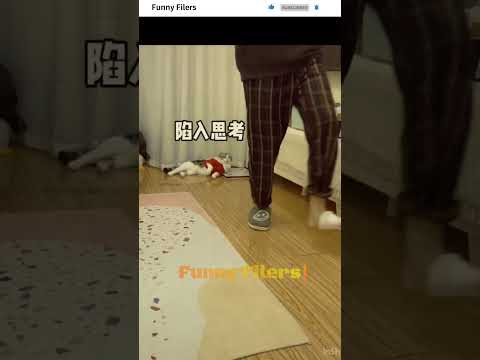 Funniest Animal Videos | Best Cats and Dogs Videos | Try Not to Laugh #EP012