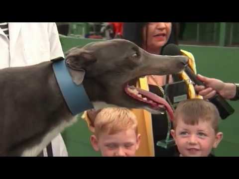 2019 DERBY - R2 HEAT 12 - T3 ROXHOLME JIM