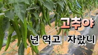 고추 주는 만큼 다수확  한다 고추 3번째 줄띄우기 진짜 간단하게 하는법