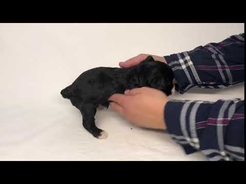 Female Aussiedoodle Puppy