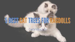 5 BEST CAT TREES FOR RAGDOLLS