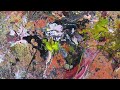 Сонная Коллекция. Музыка Deuter - Distant Dreams
