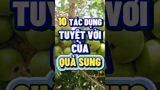 Download lagu 10 TÁC DỤNG TUYỆT VỜI CỦA QUẢ SUNG  #nhipsongxanh #lamdep #chamsocsuckhoe #songkhoemoingay #quasung mp3