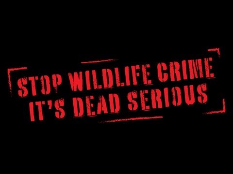 Stop Wildlife Crime: The Series | Official Trailer