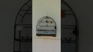 galador ABUDHABI do criatorio elshaday