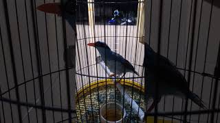 Download lagu burung ekek keling gacor siang malam||suara panggilan ekek keling #kicaumania #ekekkeling mp3
