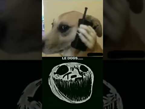 #serbian dancing lady vs dog #dog attitude #rk_edits #shorts