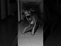 My Little Worms O Analog Horror De My Little Pony Analoghorror Shorts