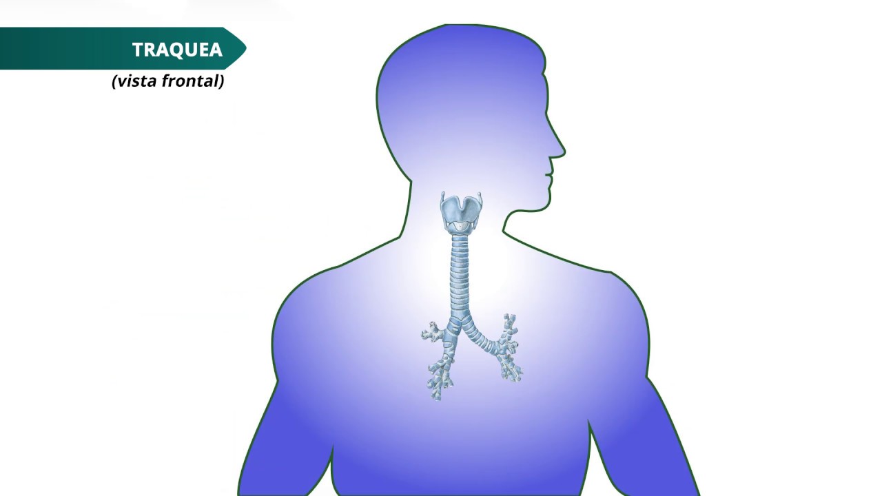 ANATOMÍA: Aparato Respiratorio