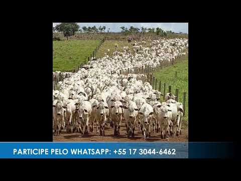 Programa: Caminho da Roça - 14/05/26 - Parte 1 - Apresentação: Paulinho