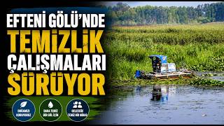  Efteni Gölü’nde Temizlik Çalışmaları Sürüyor