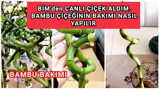 BİM'e CANLI ÇİÇEK ALMAYA GİTTİM. BAMBU Çiçeği Aldım. BAMBU Çiçeğinin B