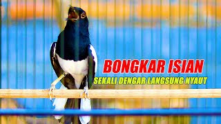 Download lagu KACER GACOR BONGKAR ISIAN, BIKIN KACER LAIN EMOSI LANGSUNG NYAMBAR mp3
