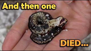 Dramatic Baby Hognose Snakes Hatching!