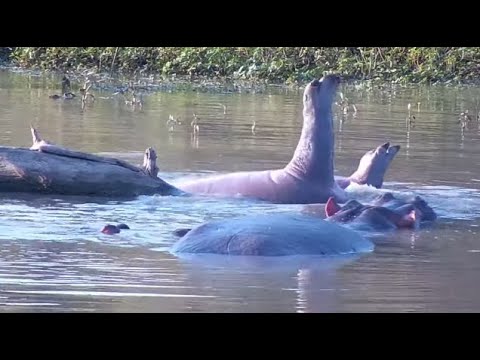 Djuma: One Hippo seems to be getting bored-yawning and doing barrel rolls - 16:14 - 05/26/2023