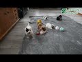 Mixed Breed dogs for sale: Grinch - Video 1