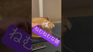 顎撫でが大好きな猫(わもん)