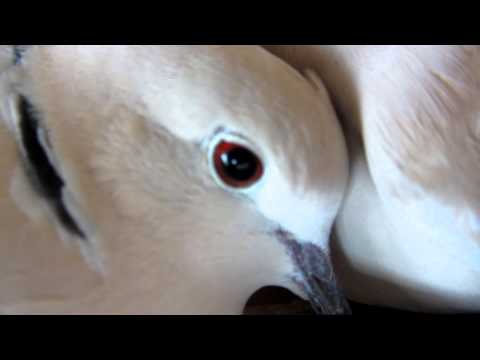 Doves cooing