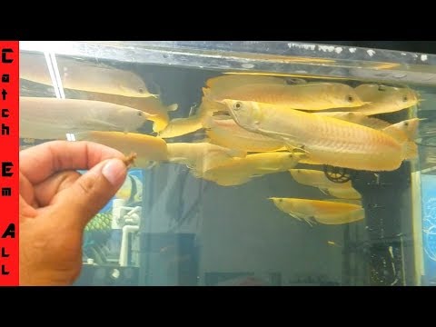 Albino $10,000 Aquarium PLATINUM FISH Tank!