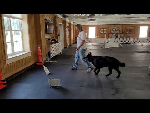 AKC Virt Rally Adv #3 Zena & Sharyn