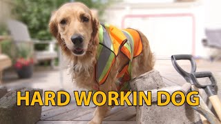 Hard Workin Dog - Carmen The Golden Episode