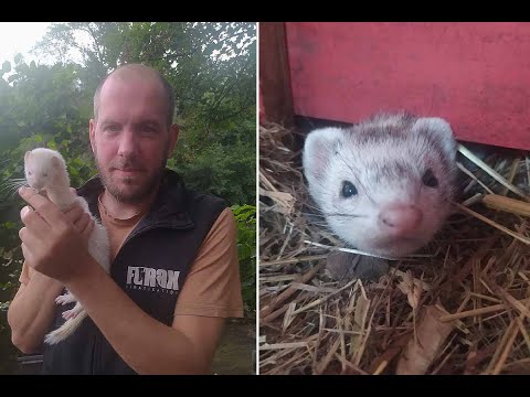 Furax Dératisation : La méthode révolutionnaire pour lutter contre les rats sans biocide