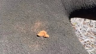 Another Gold Nugget, Goldfield’s…Western Australia