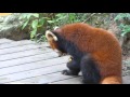 Red Panda eating away at pumpkins