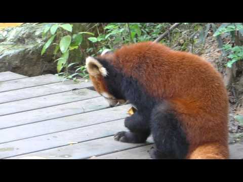 Red Panda eating away at pumpkins
