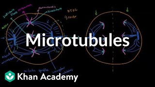 Microtubules | Cells | MCAT | Khan Academy