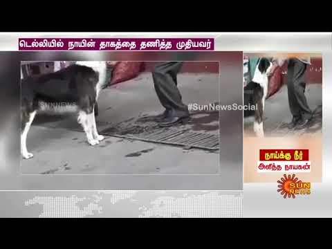 நாய்க்கு தன் கைகளால் நீர் அளித்த நாயகன் | Old Man Giving A Dog Water With His Hands | Sun News