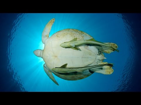 Live Green Sea Turtles in Abu Dabab