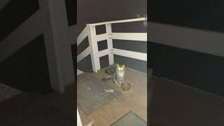 Download lagu Photos With Something Lurking In The Background #shorts mp3