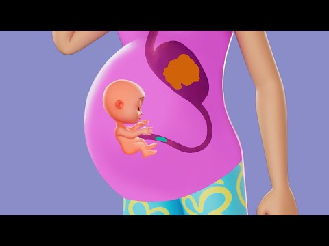 Perché abbiamo l'ombelico? Canzone sul corpo umano | Raccolta di canzoni educative per bambini