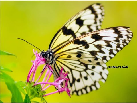 Butterfly Feeding on Flower Nectar /  Nature at Home Butterfly Gardens