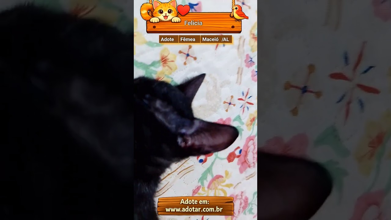 Gato raça SRD-ViraLata idade Abaixo de 2 meses nome Felicia 