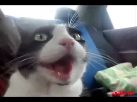 V-tec Kicked In - BEST Funny compilation!