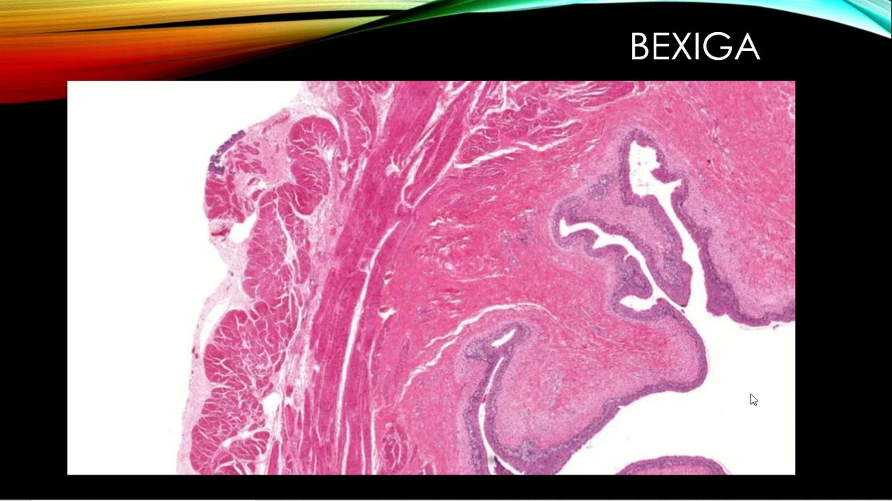 Ureter, uretra e bexiga