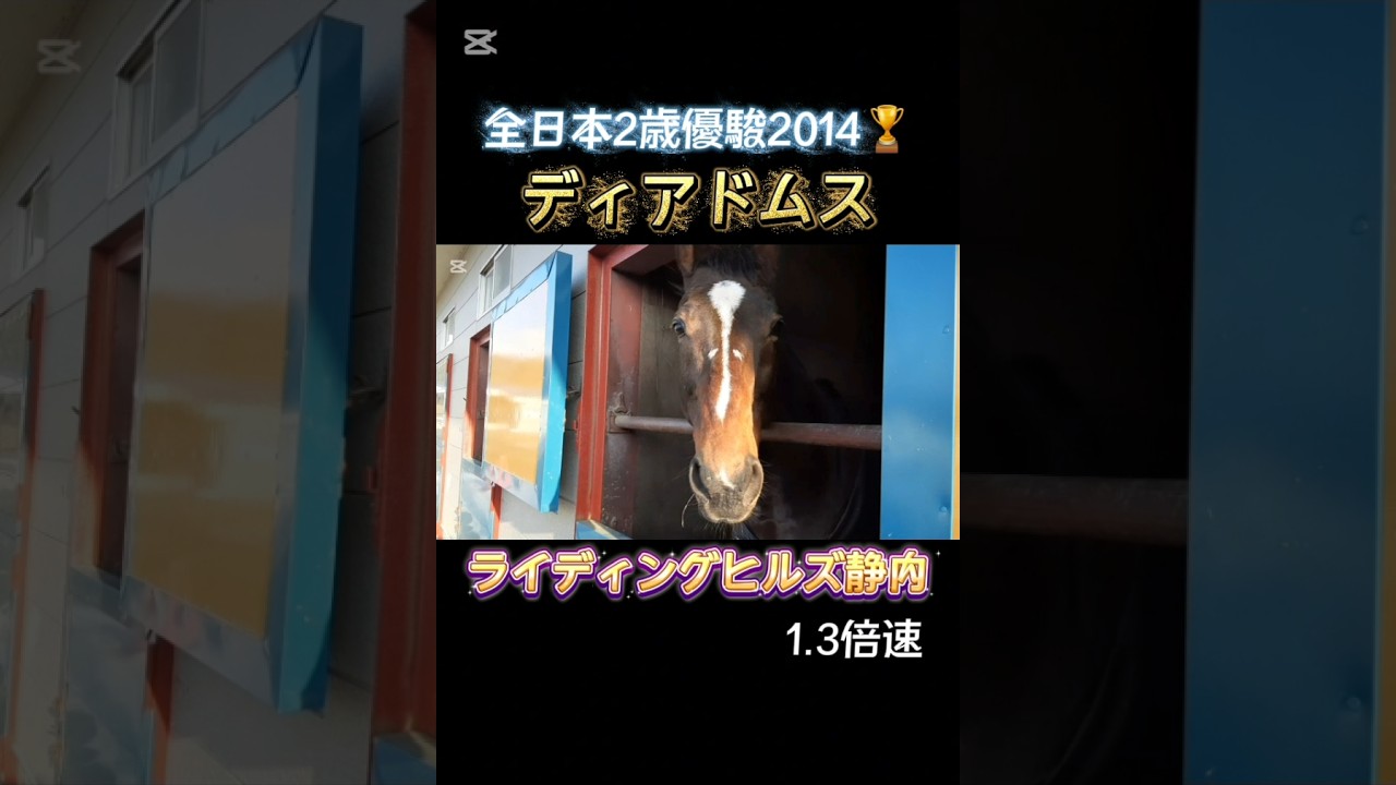 #ディアドムス #ライディングヒルズ静内 #引退馬 #功労馬 #乗馬