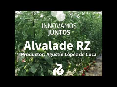 Tomate Alvalade RZ - Agustín López de Coca