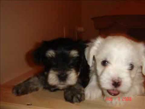, title : 'Adorable Morky Puppies!!!'
