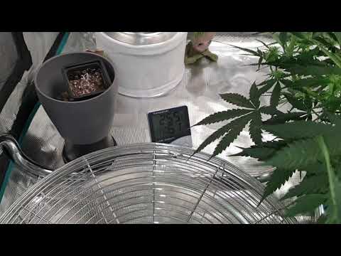 In der Growbox ist es zu feucht was gegen tun?Mein Versuch die Luftfeuchtigkeit zu Senken.Cannapeace